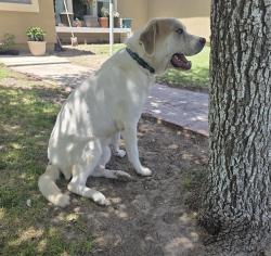 Lost Male Dog last seen West side Lowe’s, Odessa, TX 79764