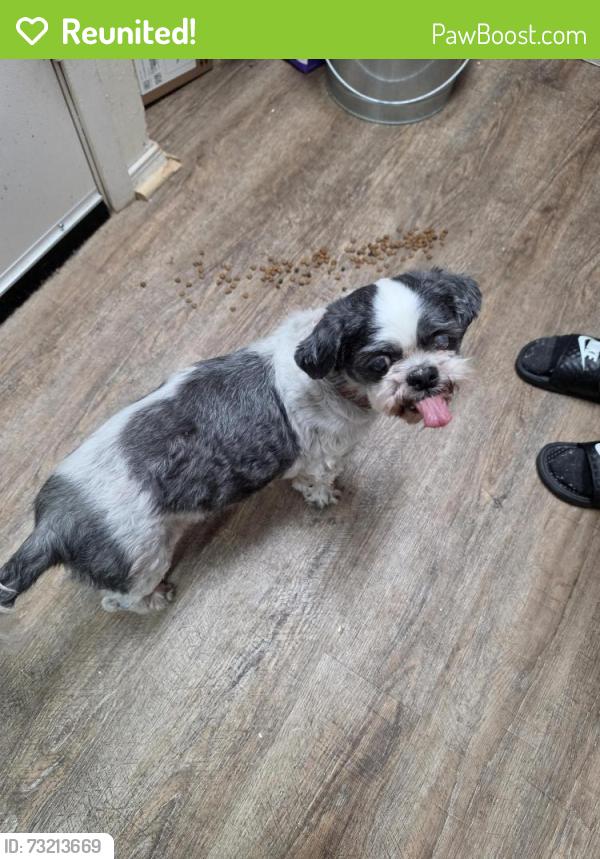 Reunited Male Dog last seen Boca Vista Drive and Sierra Vista Drive in Spanish Trail, Granbury, TX 76048