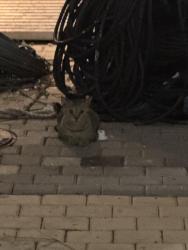 Found/Stray Unknown Cat last seen Construction site in front of wallgreens, Miami, FL 33132
