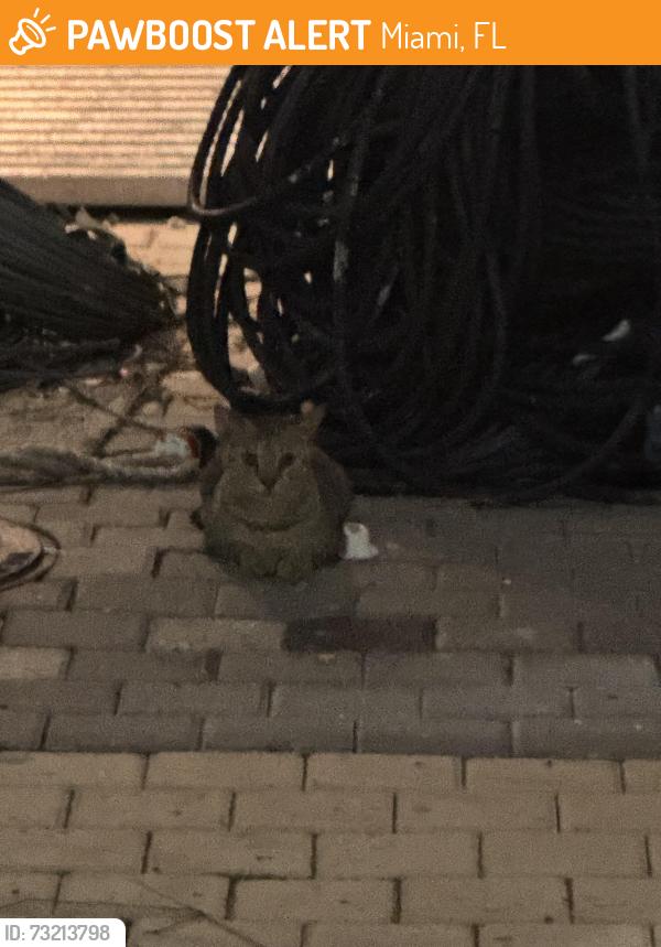 Found/Stray Unknown Cat last seen Construction site in front of wallgreens, Miami, FL 33132