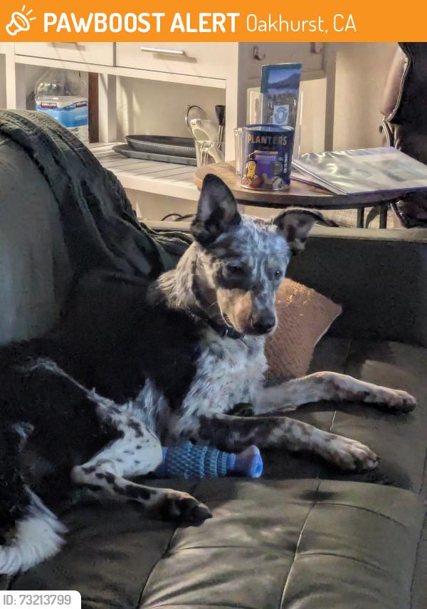 Found/Stray Male Dog last seen Rd 632, Oakhurst, CA 93644