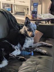 Found/Stray Male Dog last seen Rd 632, Oakhurst, CA 93644