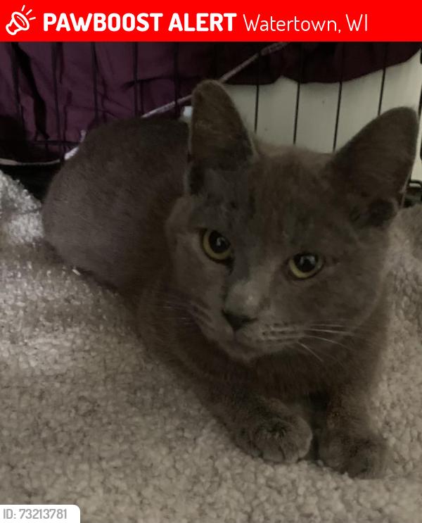 Lost Male Cat last seen Major Vista Court, Pinole, CA, Watertown, WI 53094