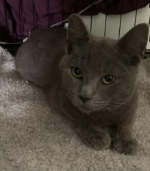 Lost Male Cat last seen Major Vista Court, Pinole, CA, Watertown, WI 53094