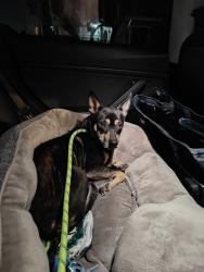 Found/Stray Female Dog last seen Crescent St and Ruby St, Los Angeles, CA 90042