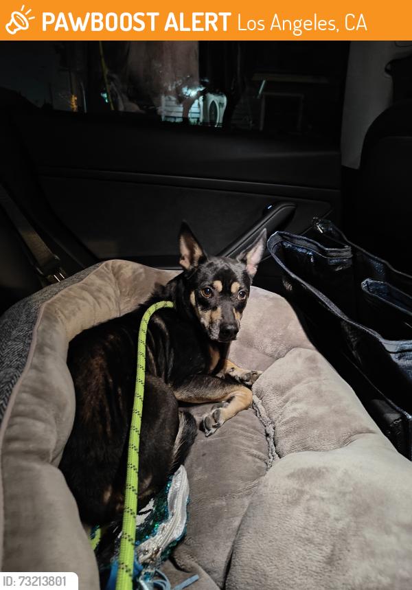 Found/Stray Female Dog last seen Crescent St and Ruby St, Los Angeles, CA 90042