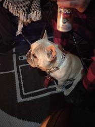 Reunited Male Dog last seen Riverside Ave and Etiwanda, Rialto, CA 92376