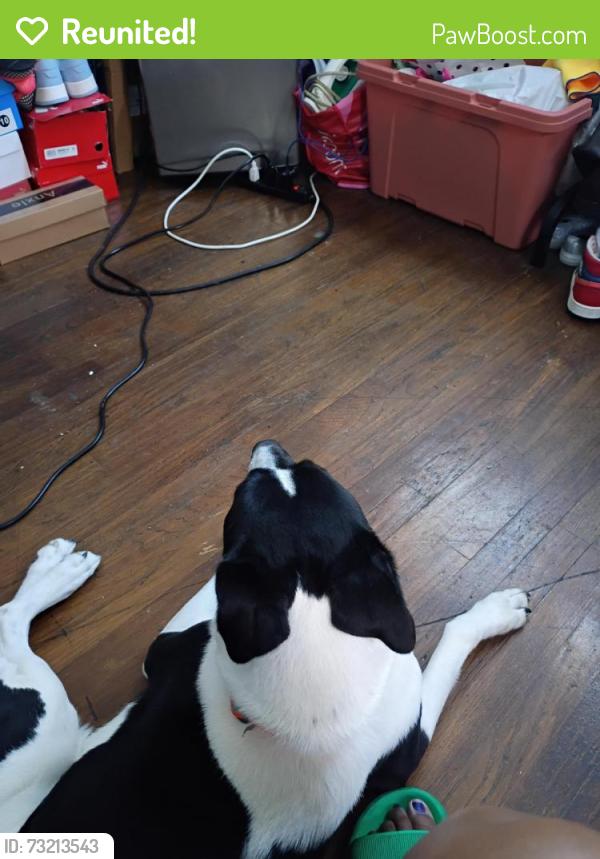 Reunited Male Dog last seen Olive Blvd, University City, MO 63130