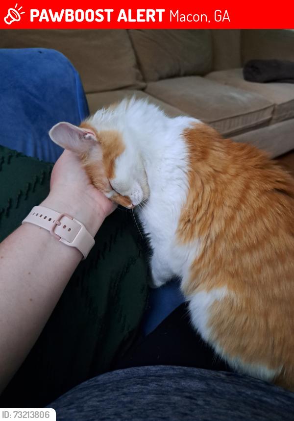 Lost Male Cat last seen Near Marshall drive, Macon, GA 31210