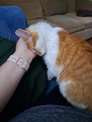 Lost Male Cat last seen Near Marshall drive, Macon, GA 31210