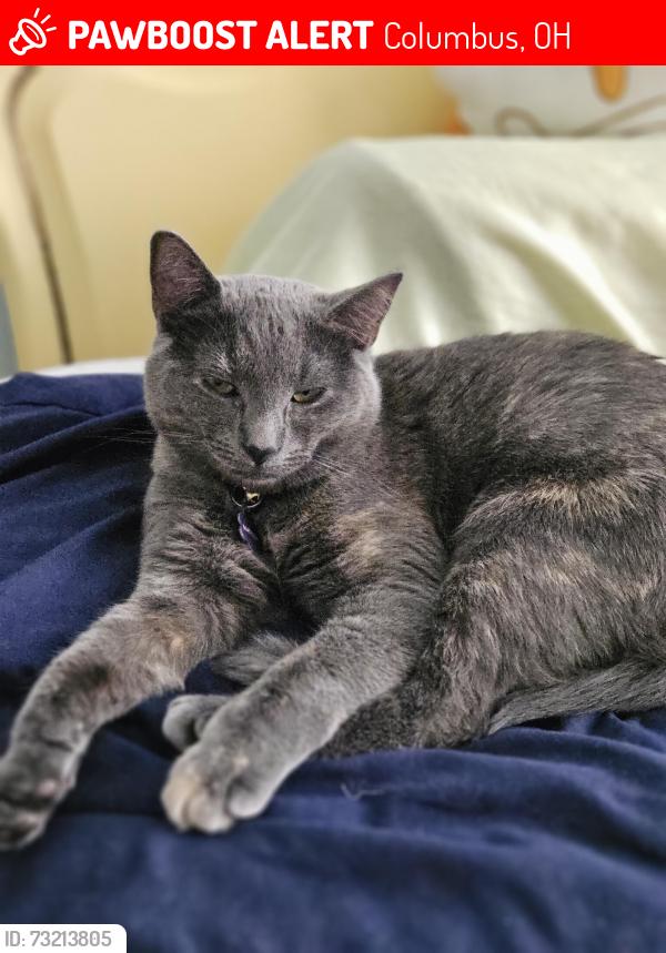 Lost Female Cat last seen Maple Drive, Columbus, OH 43228
