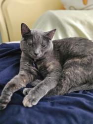 Lost Female Cat last seen Maple Drive, Columbus, OH 43228