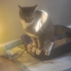 Lost Male Cat last seen Third and Altamont, Spokane, WA 99202