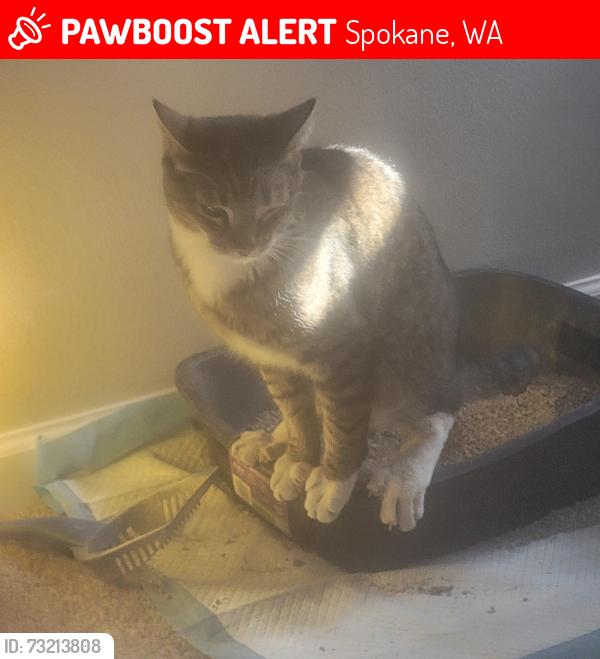 Lost Male Cat last seen Third and Altamont, Spokane, WA 99202