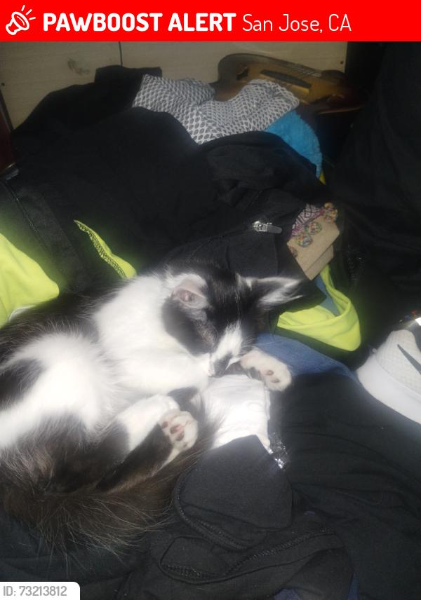 Lost Male Cat last seen First st and Monterey rd, San Jose, CA 95112