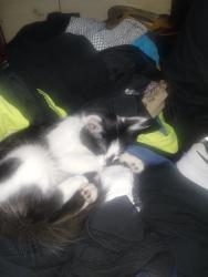 Lost Male Cat last seen First st and Monterey rd, San Jose, CA 95112