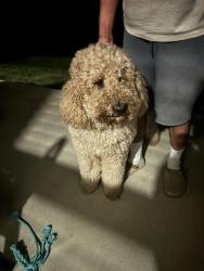 Reunited Male Dog last seen W Miller Rd, Springdale, AR 72762