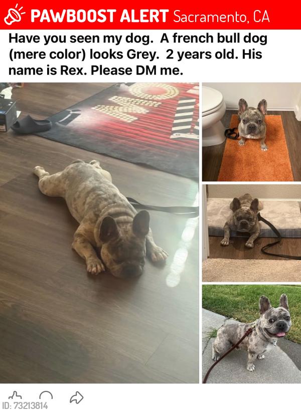 Lost Male Dog last seen Kokmo, Sacramento, CA 95835
