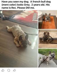 Lost Male Dog last seen Kokmo, Sacramento, CA 95835