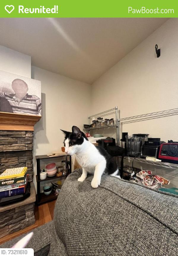 Reunited Female Cat last seen Blossom avenue and magnolia Ave, Redlands, CA 92373
