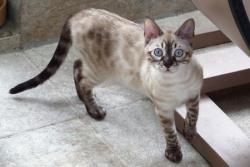 Reunited Male Cat last seen Wilson Street, Rumford, East Providence, RI 02916