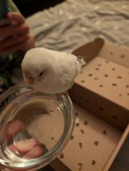 Found/Stray Unknown Bird last seen North coast church parking lot, Carlsbad, CA 92013