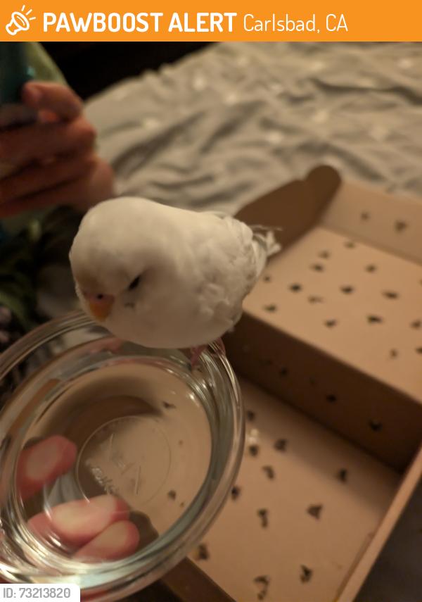 Found/Stray Unknown Bird last seen North coast church parking lot, Carlsbad, CA 92013