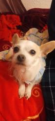 Lost Female Dog last seen County road 51, Keenesburg, CO 80643