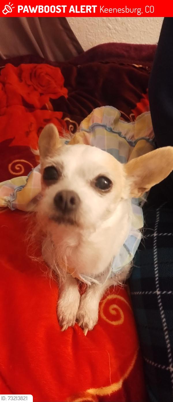 Lost Female Dog last seen County road 51, Keenesburg, CO 80643