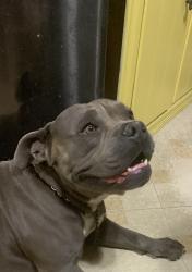 Found/Stray Male Dog last seen Hey 54, El Paso, TX 79924