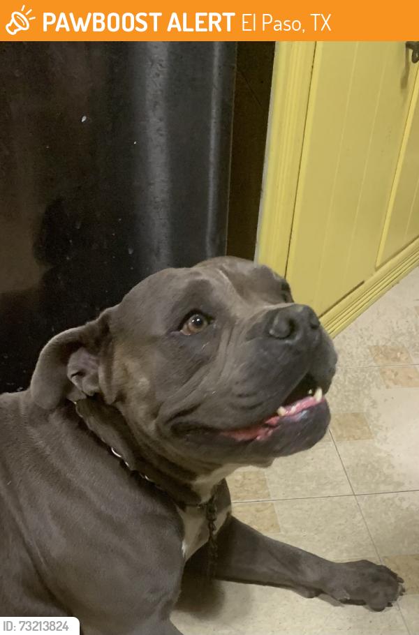 Found/Stray Male Dog last seen Hey 54, El Paso, TX 79924