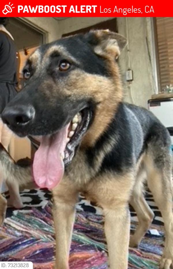 Lost Male Dog last seen Averill Park, Los Angeles, CA 90731