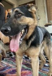 Lost Male Dog last seen Averill Park, Los Angeles, CA 90731