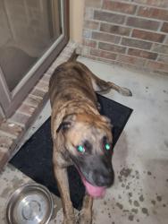 Found/Stray Male Dog last seen Deer Gleen neighborhood near the ponds, Wichita, KS 67235