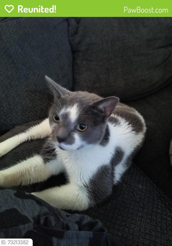 Reunited Male Cat last seen Utica rd off Riverside Dr, Utica, NY 13502