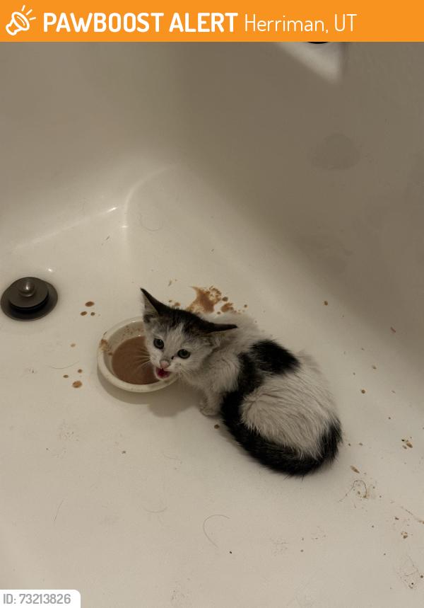 Found/Stray Unknown Cat last seen near the old fire station in Herriman, Herriman, UT 84096
