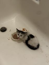 Found/Stray Unknown Cat last seen near the old fire station in Herriman, Herriman, UT 84096