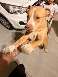 Found/Stray Male Dog last seen 70th east and Palmdale blvd, Los Angeles County, CA 93552