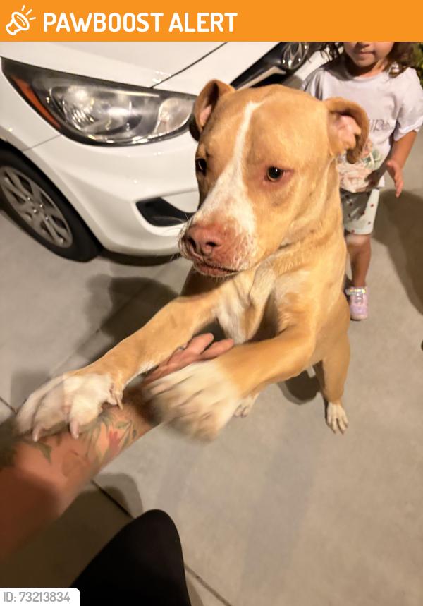 Found/Stray Male Dog last seen 70th east and Palmdale blvd, Los Angeles County, CA 93552