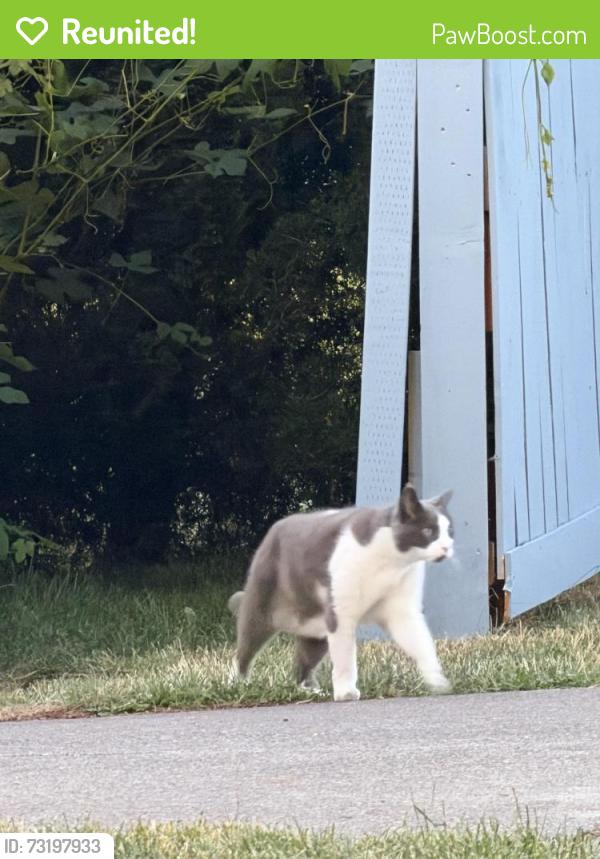 Reunited Unknown Cat last seen Beaverton OR, Beaverton, OR 97005
