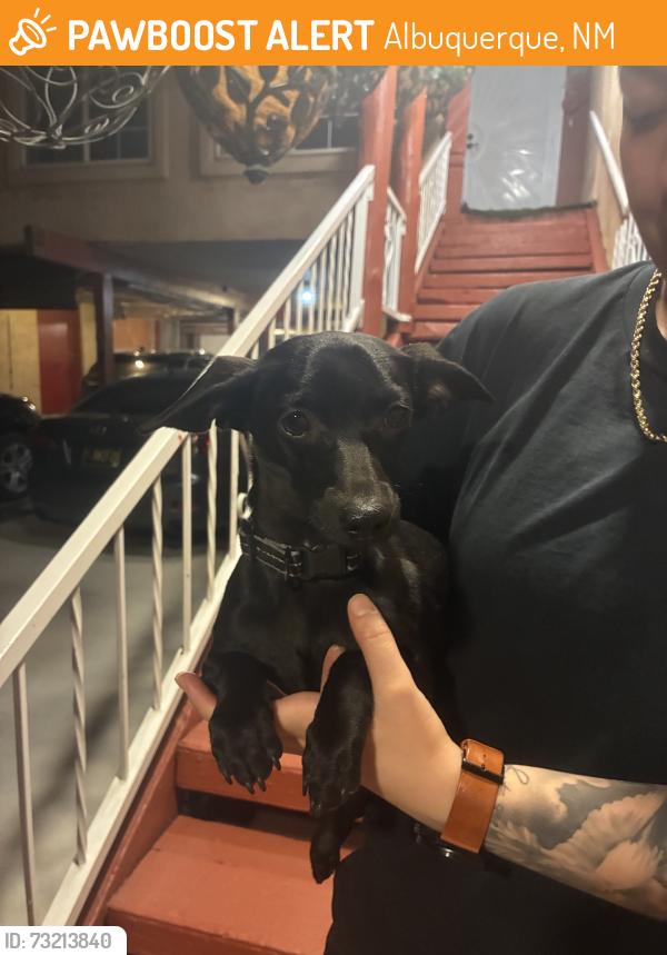 Found/Stray Male Dog last seen Broadway & cromwell, Albuquerque, NM 87102