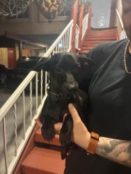 Found/Stray Male Dog last seen Broadway & cromwell, Albuquerque, NM 87102