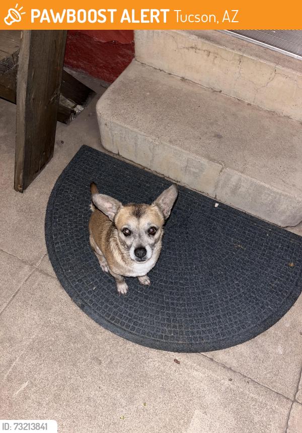 Found/Stray Male Dog last seen 4th and E Mabel, Tucson, AZ 85716
