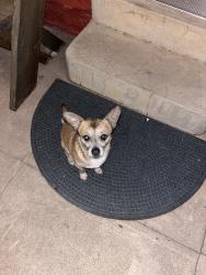 Found/Stray Male Dog last seen 4th and E Mabel, Tucson, AZ 85716