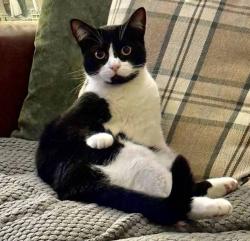 Reunited Female Cat last seen Near Dials, Brighton and Hove, England BN1 3PQ