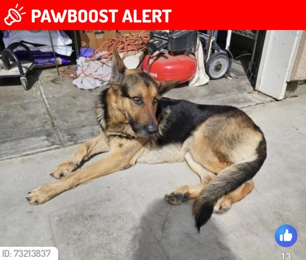 Lost Male Dog last seen Gabor st, Rancho Calaveras, CA 95252