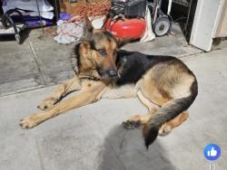 Lost Male Dog last seen Gabor st, Rancho Calaveras, CA 95252