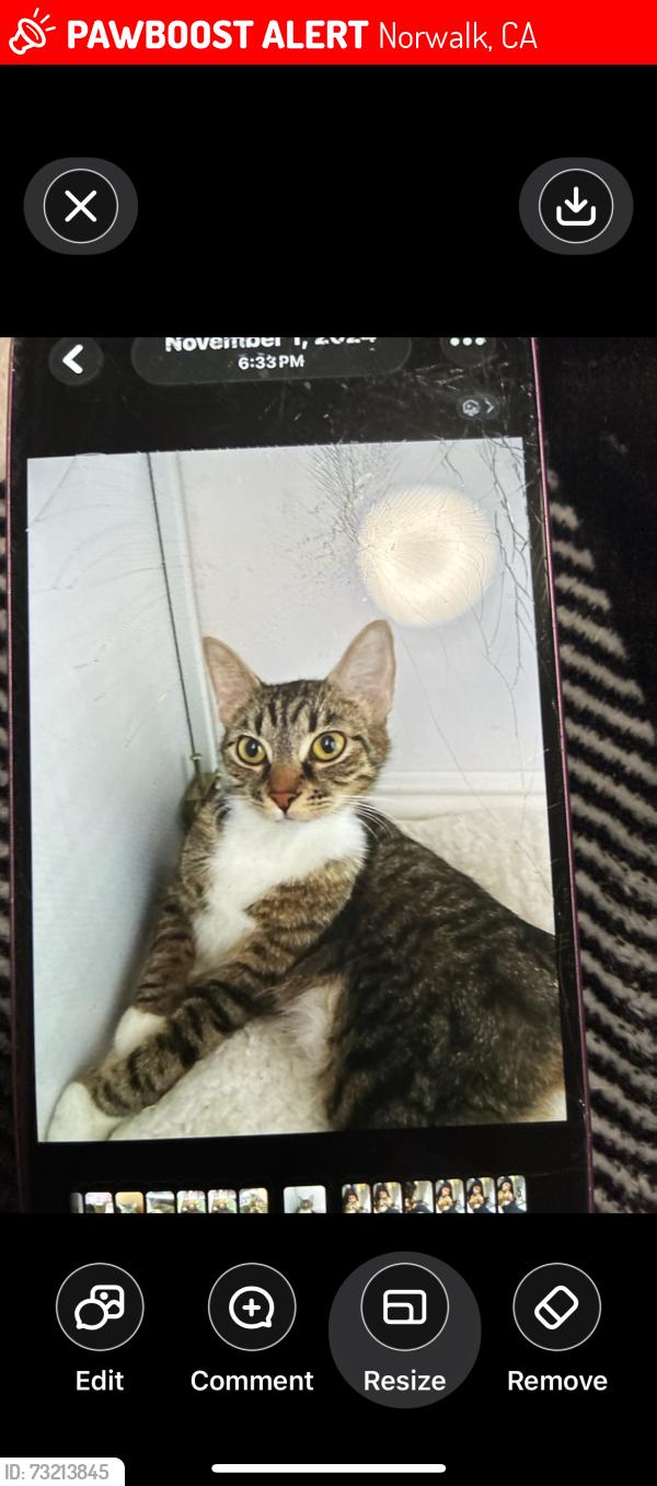 Lost Male Cat last seen Nordesta DR, Norwalk, CA 90650