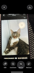 Lost Male Cat last seen Nordesta DR, Norwalk, CA 90650