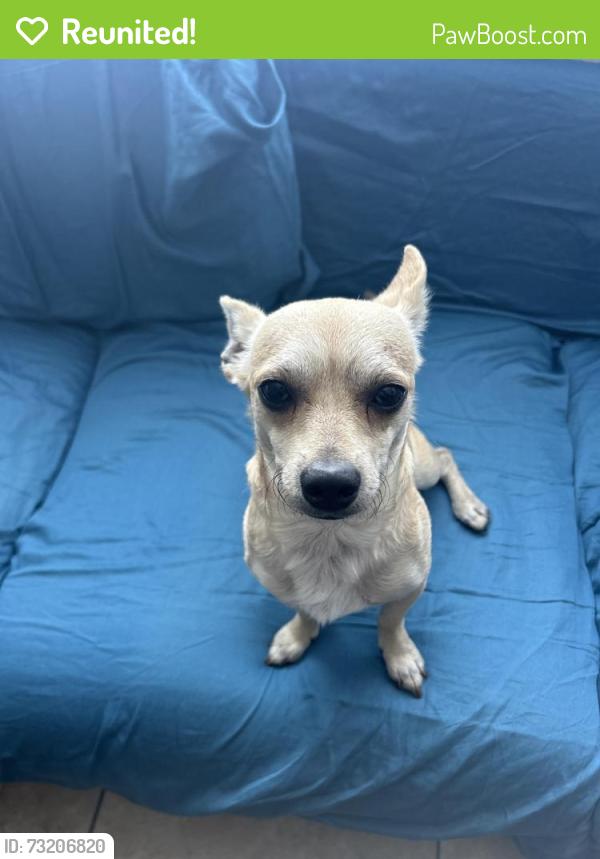 Reunited Male Dog last seen 11th and alamitos, Long Beach, CA 90813